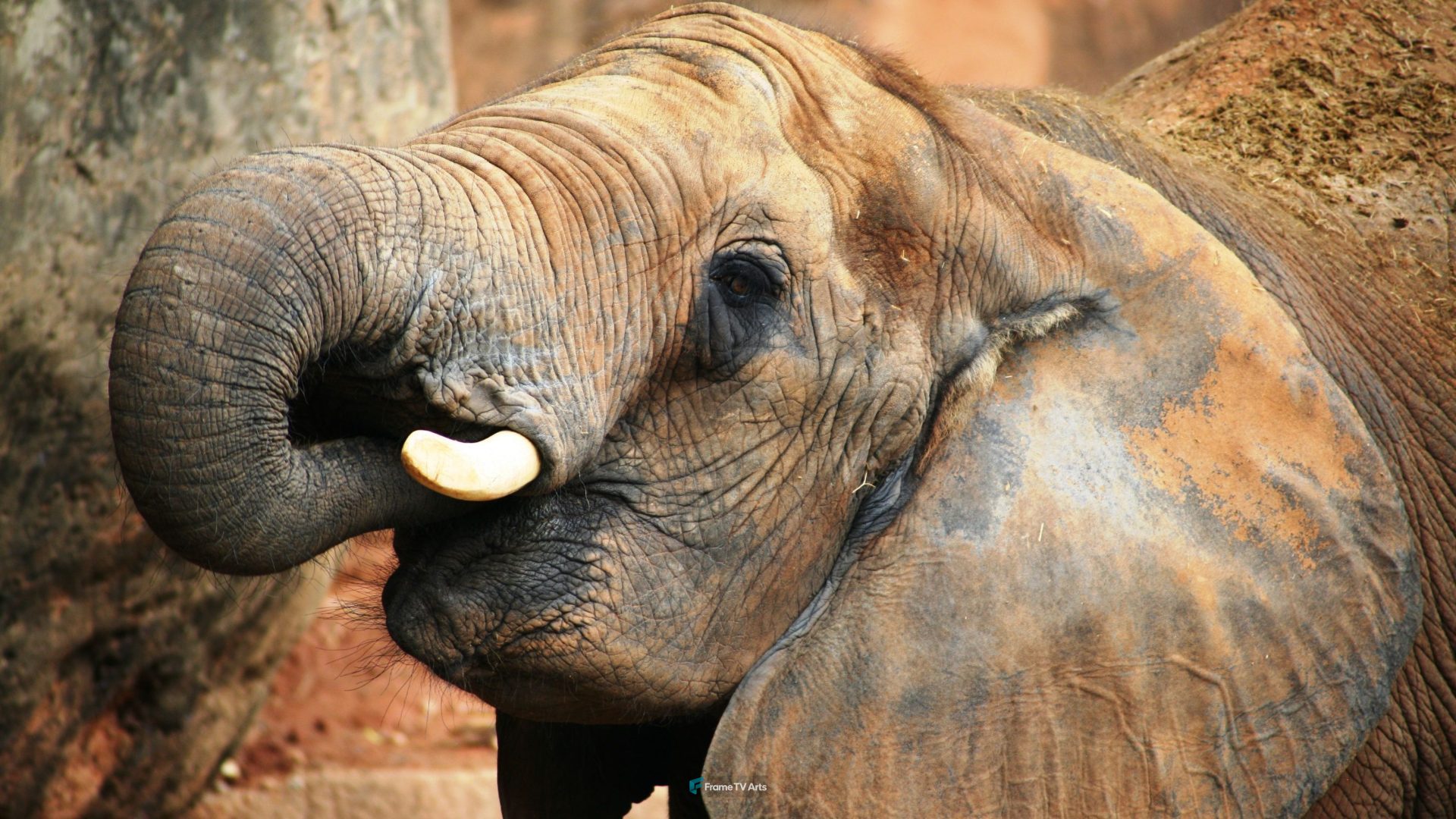Baby Elephant — Samsung Frame TV art