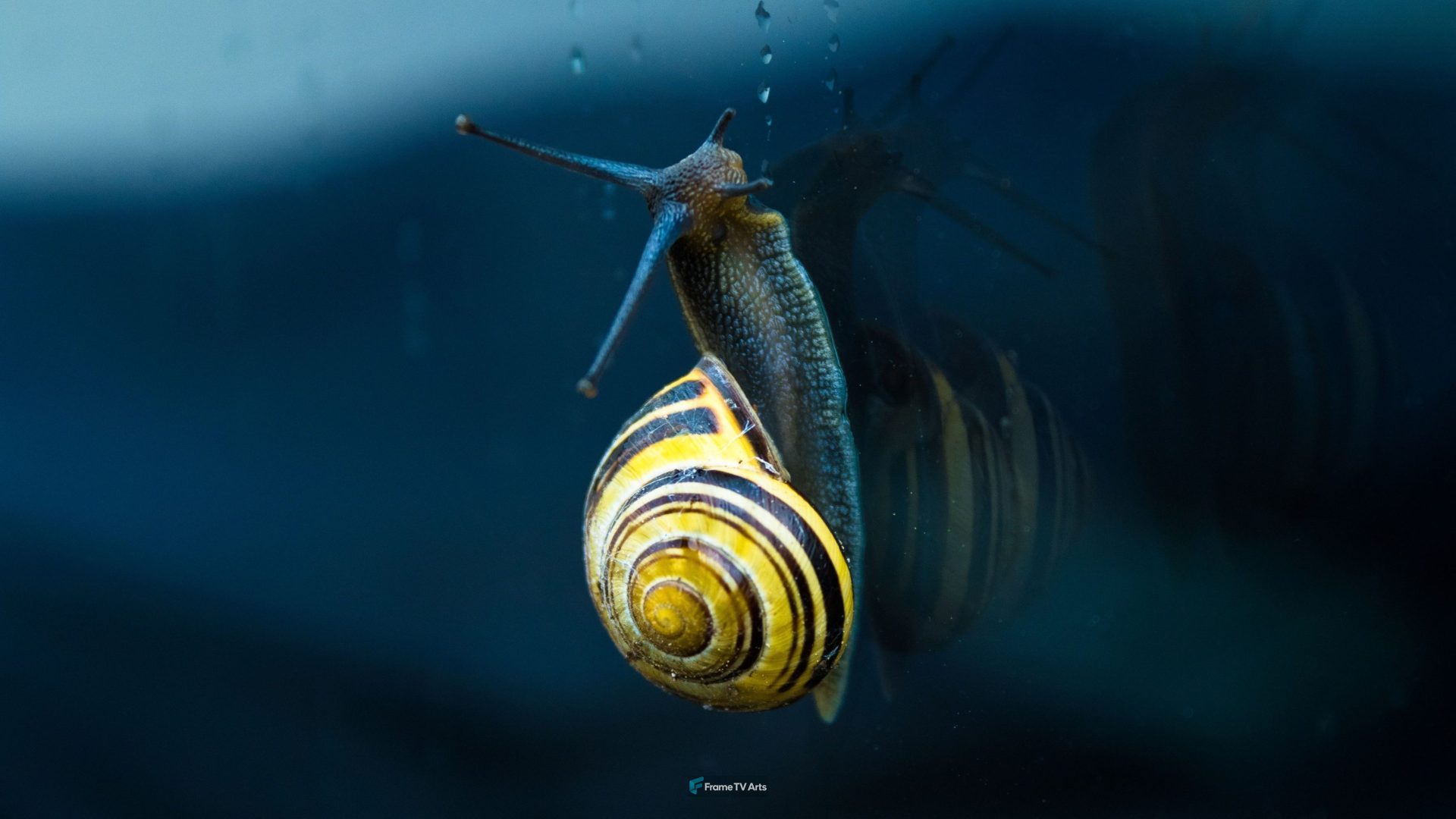 Gastropod on glass — Samsung Frame TV art