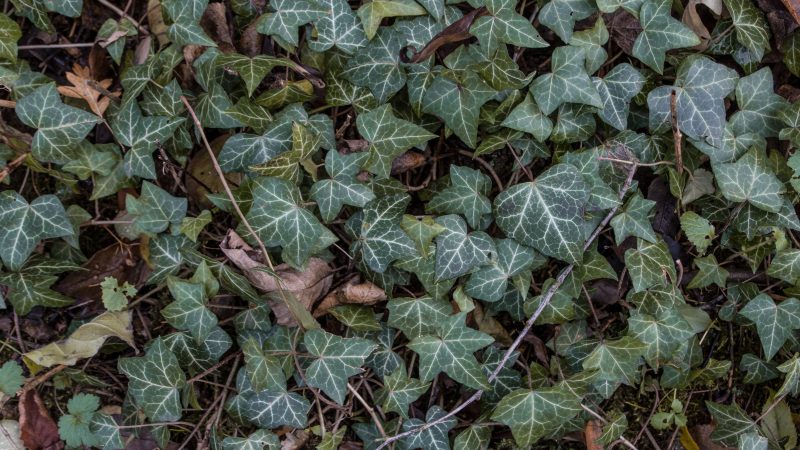 Ivy leaves – Background — Samsung Frame TV art