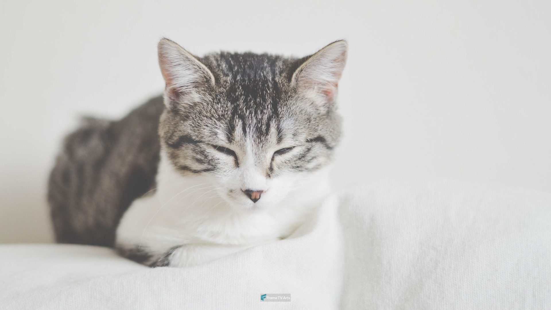 Grey and white cat — Samsung Frame TV art