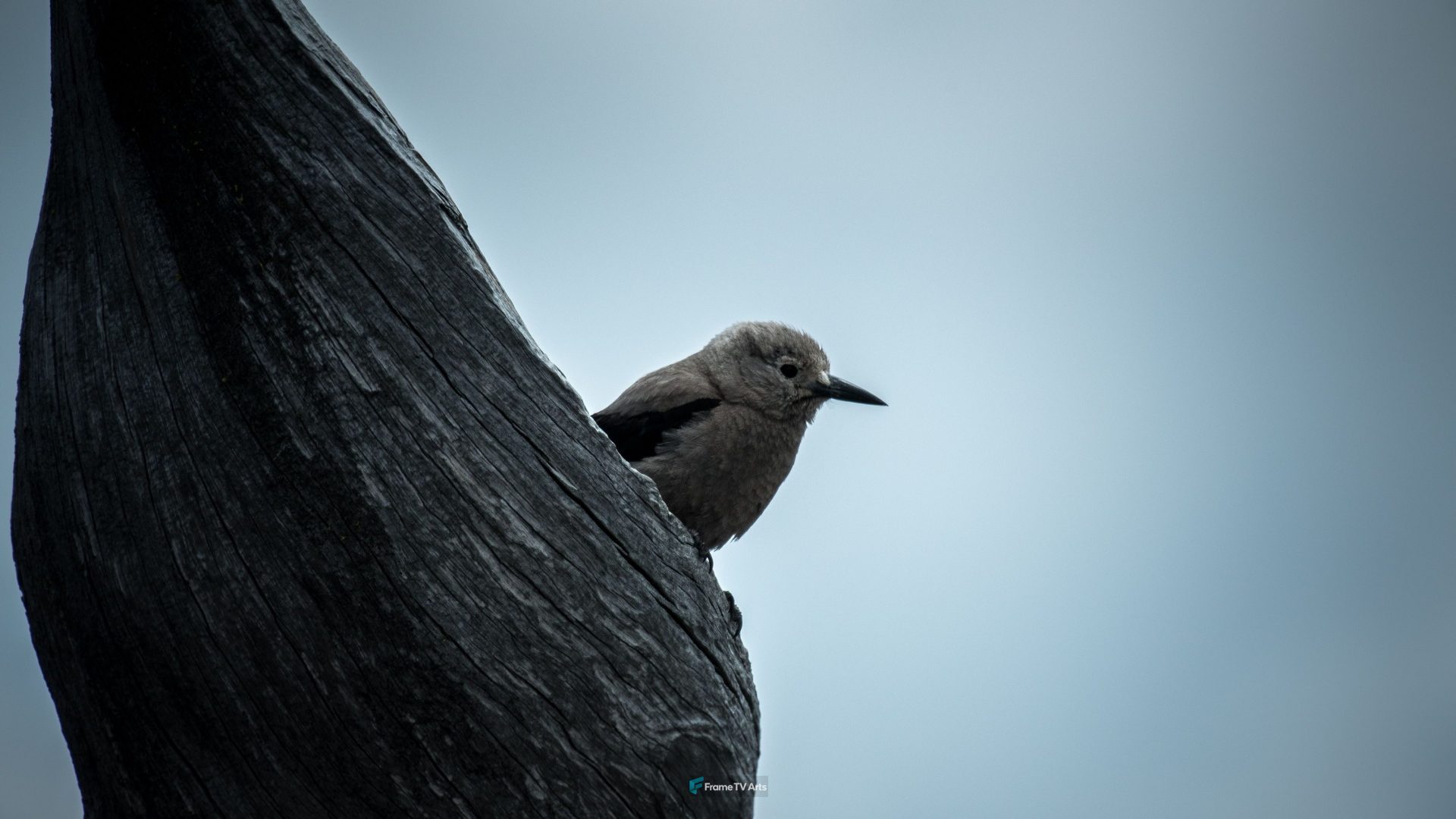 Grey Bird — Samsung Frame TV art