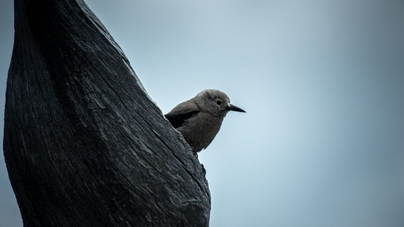 Grey Bird — Samsung Frame TV art