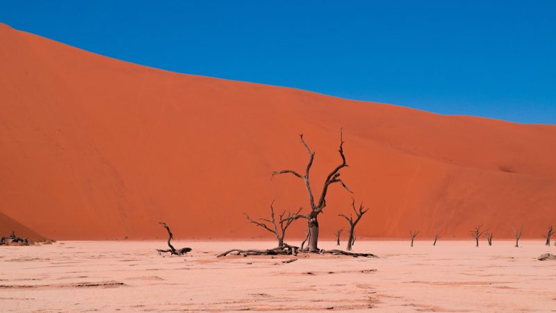 Barren Desert and Dried Tree — Samsung Frame TV art