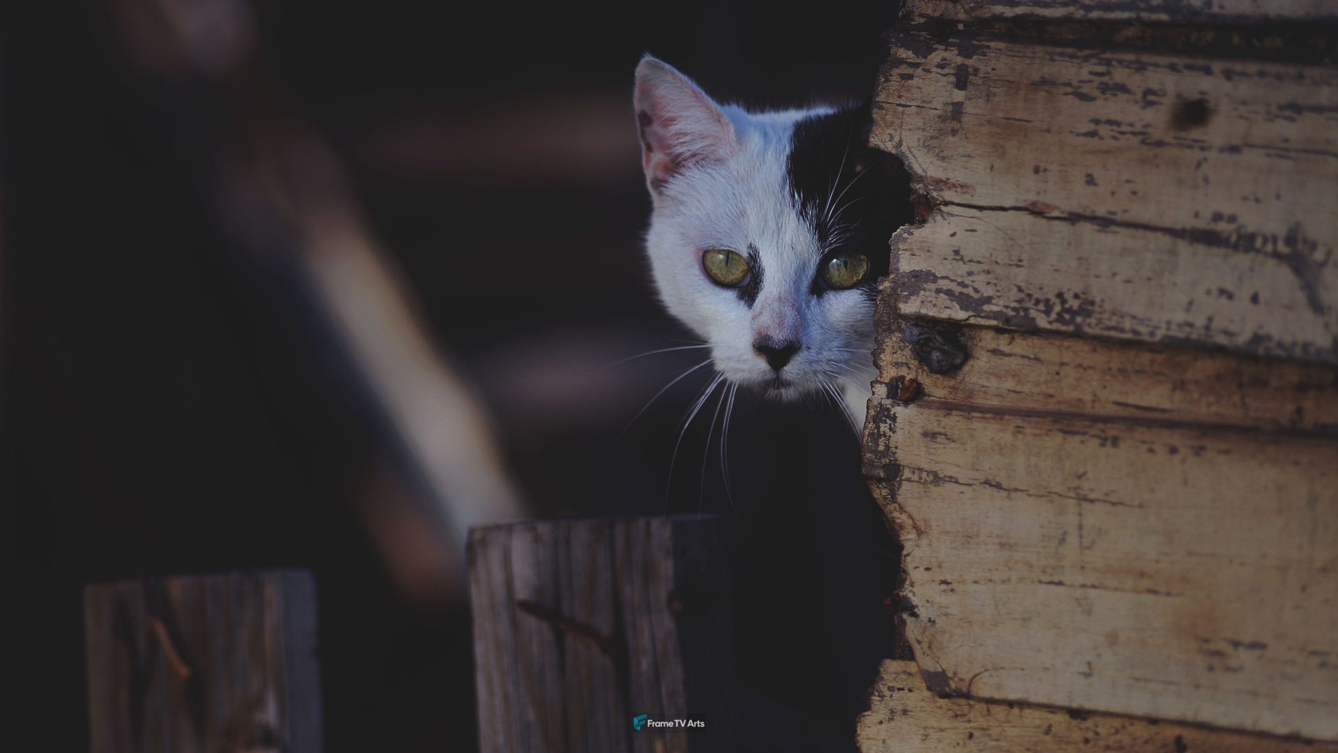 Black and White Cat — Samsung Frame TV art