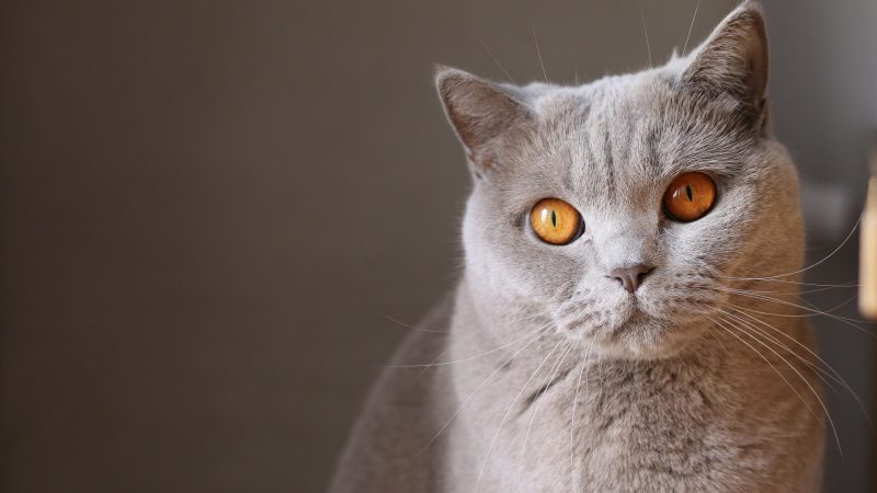 Grey Cat — Samsung Frame TV art