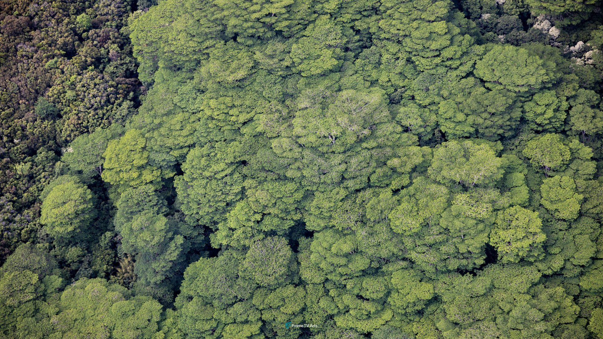 Aerial view of dense green forest canopy — Samsung Frame TV art