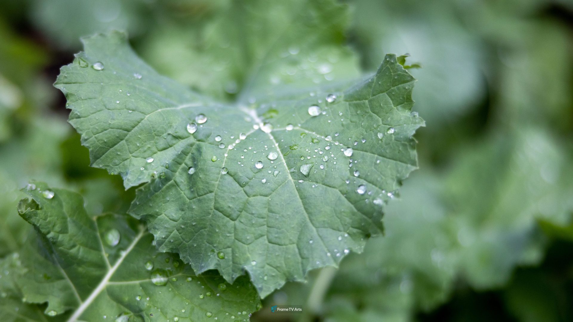 Dew drops on a fresh green leaf — Samsung Frame TV art