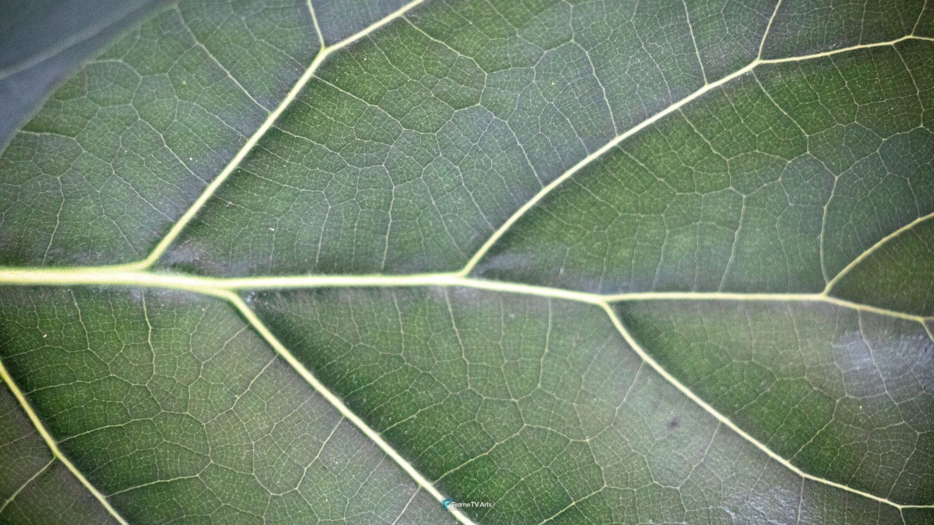 Close-up texture of green leaf veins — Samsung Frame TV art