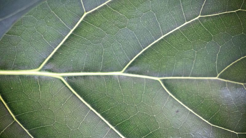 Close-up texture of green leaf veins — Samsung Frame TV art