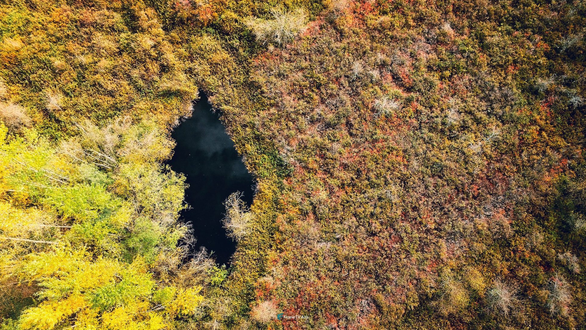 Aerial autumn foliage surrounding a pond — Samsung Frame TV art