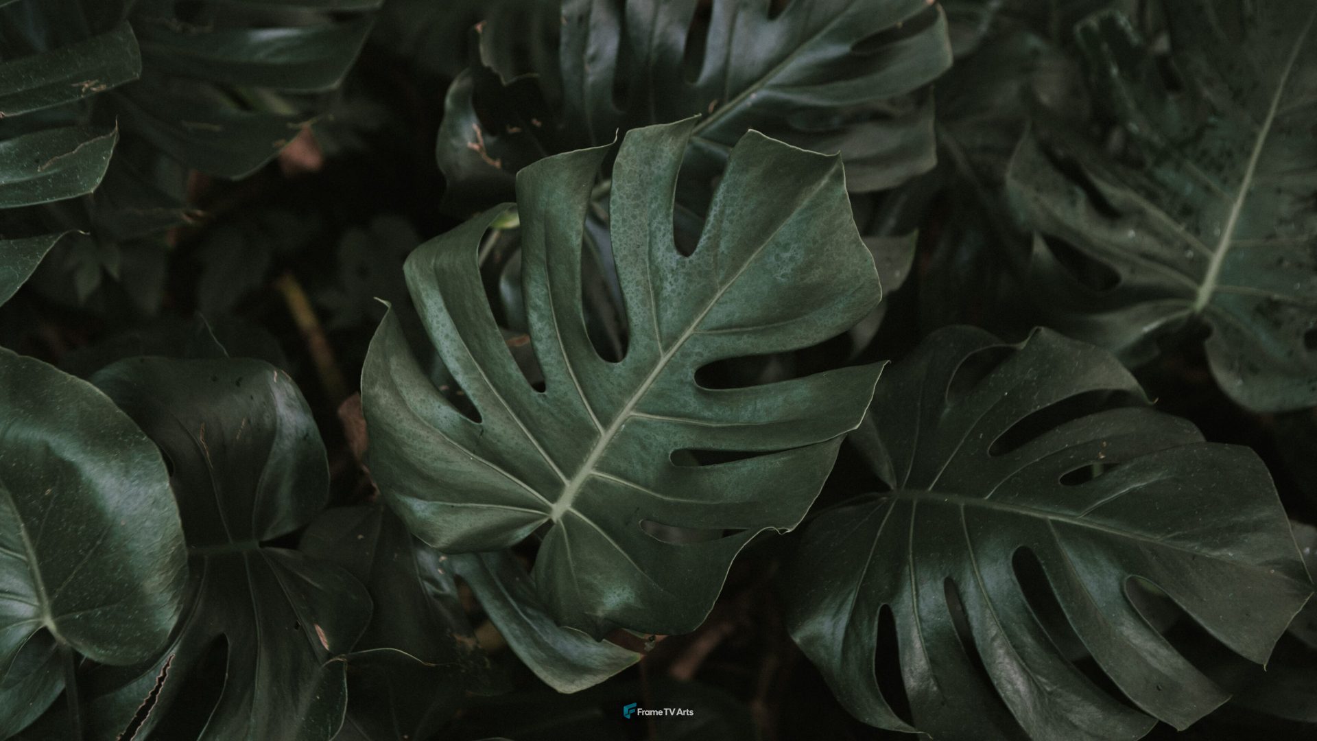 Dense green monstera leaves plant foliage creating lush background — Samsung Frame TV art