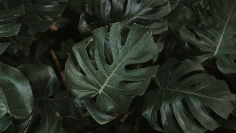 Dense green monstera leaves plant foliage creating lush background — Samsung Frame TV art