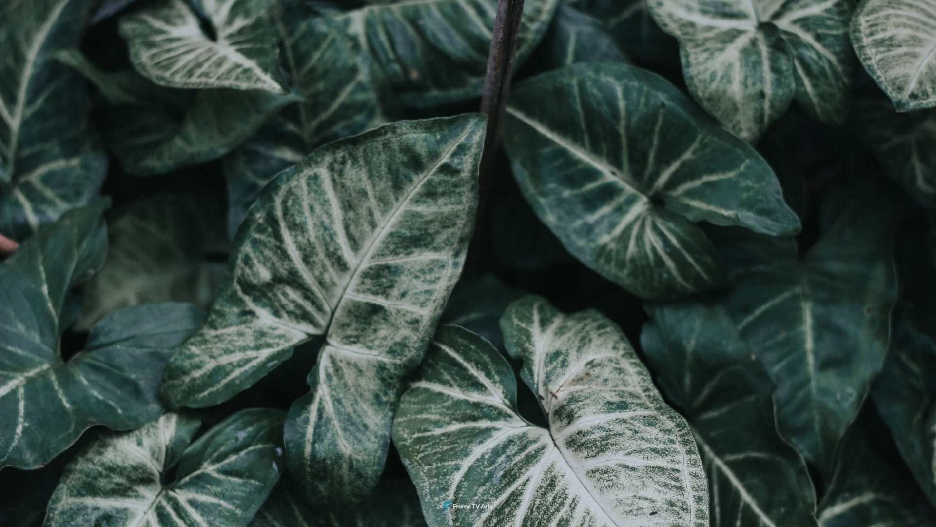 Close-up of lush green leaves with intricate vein patterns — Samsung Frame TV art