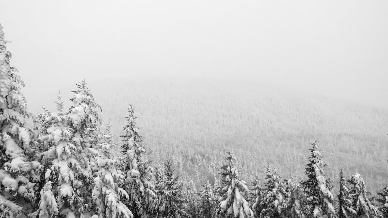 aerial photography of pine tree covered with snow — Samsung Frame TV art