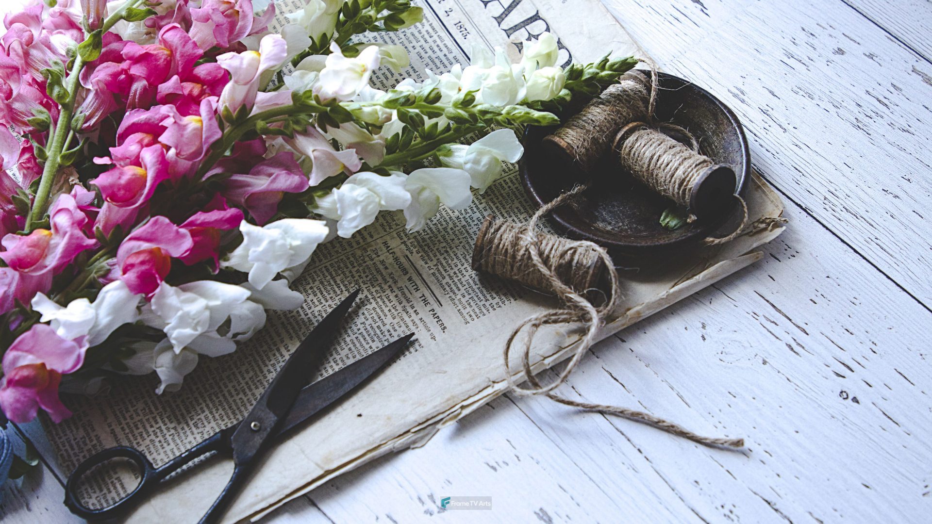 Pink and white snapdragons, scissors, string on paper. — Samsung Frame TV art