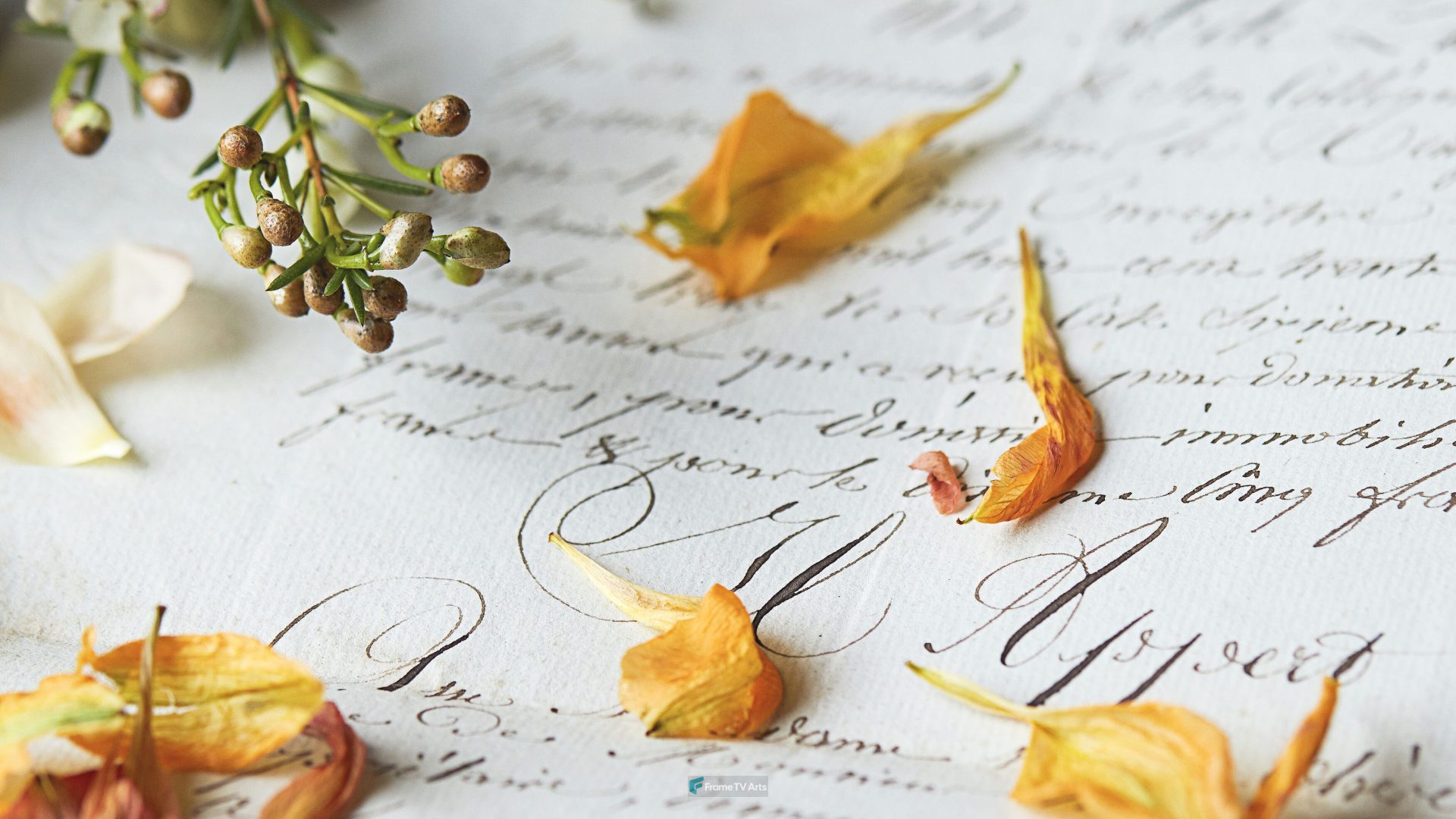 Pressed flowers and leaves on vintage handwritten letter — Samsung Frame TV art