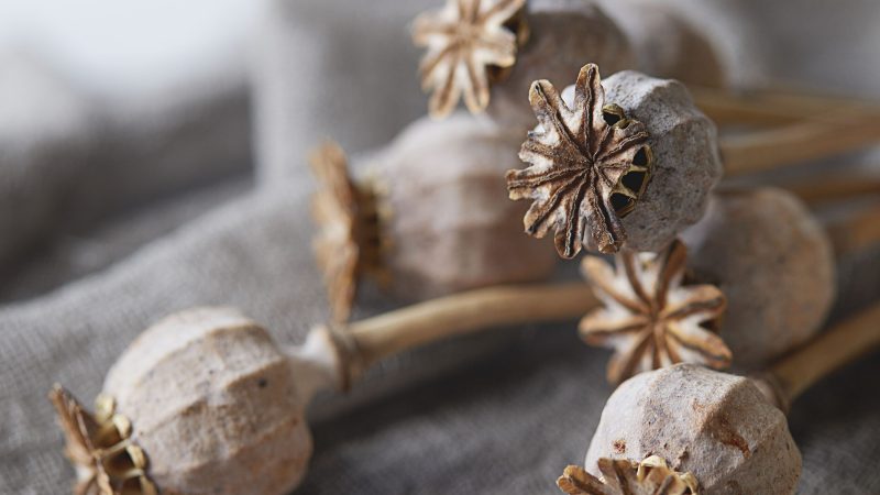 Dried poppy seed heads on burlap cloth in close-up view — Samsung Frame TV art