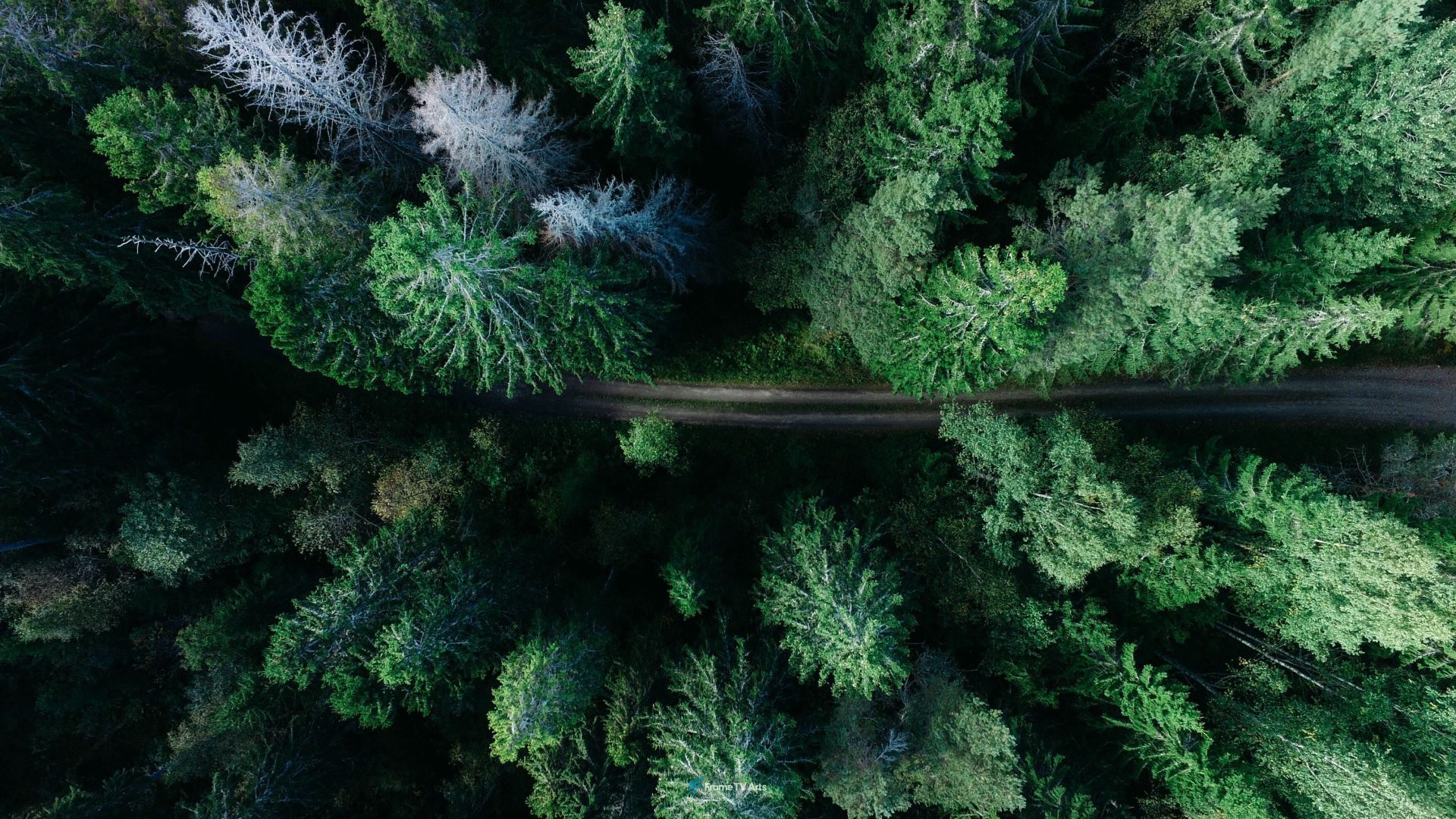 Aerial view of a forest road — Samsung Frame TV art
