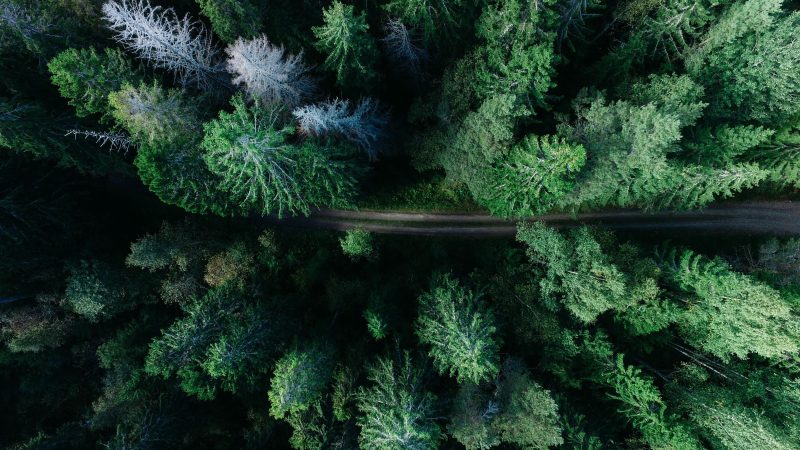Aerial view of a forest road — Samsung Frame TV art