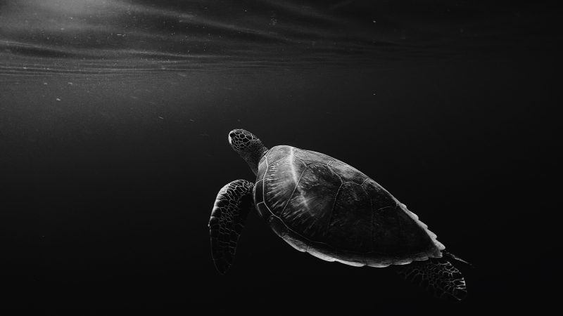 silhouette of sea turtle underwater — Samsung Frame TV art
