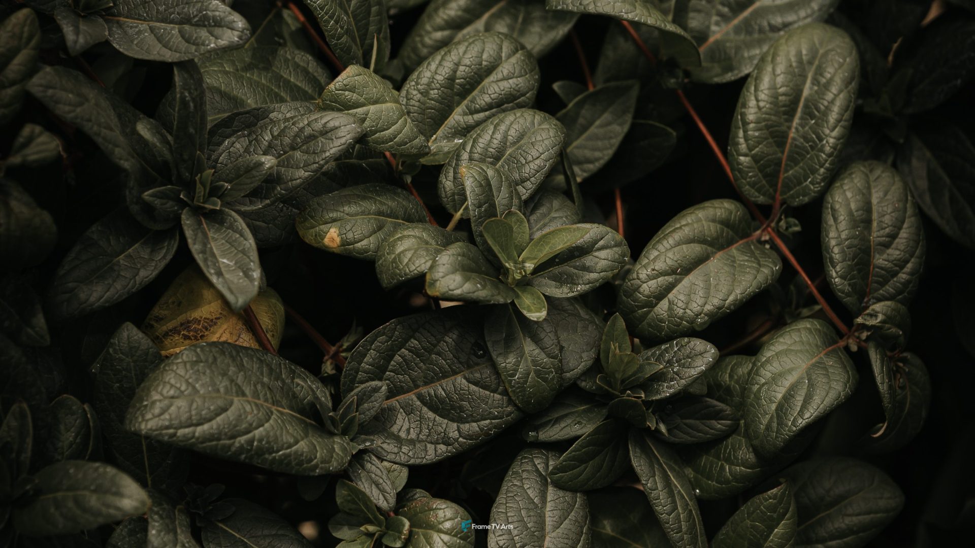green and black leaves plant — Samsung Frame TV art