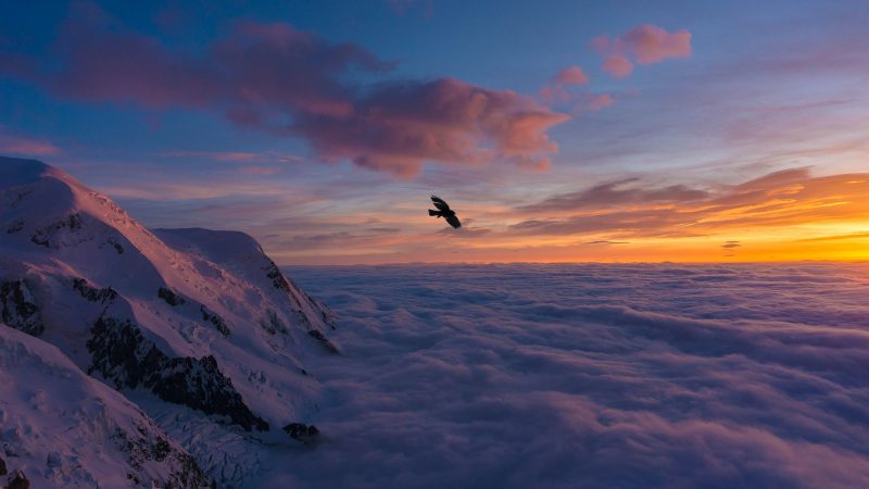 bird flying over snow covered mountain during daytime — Samsung Frame TV art