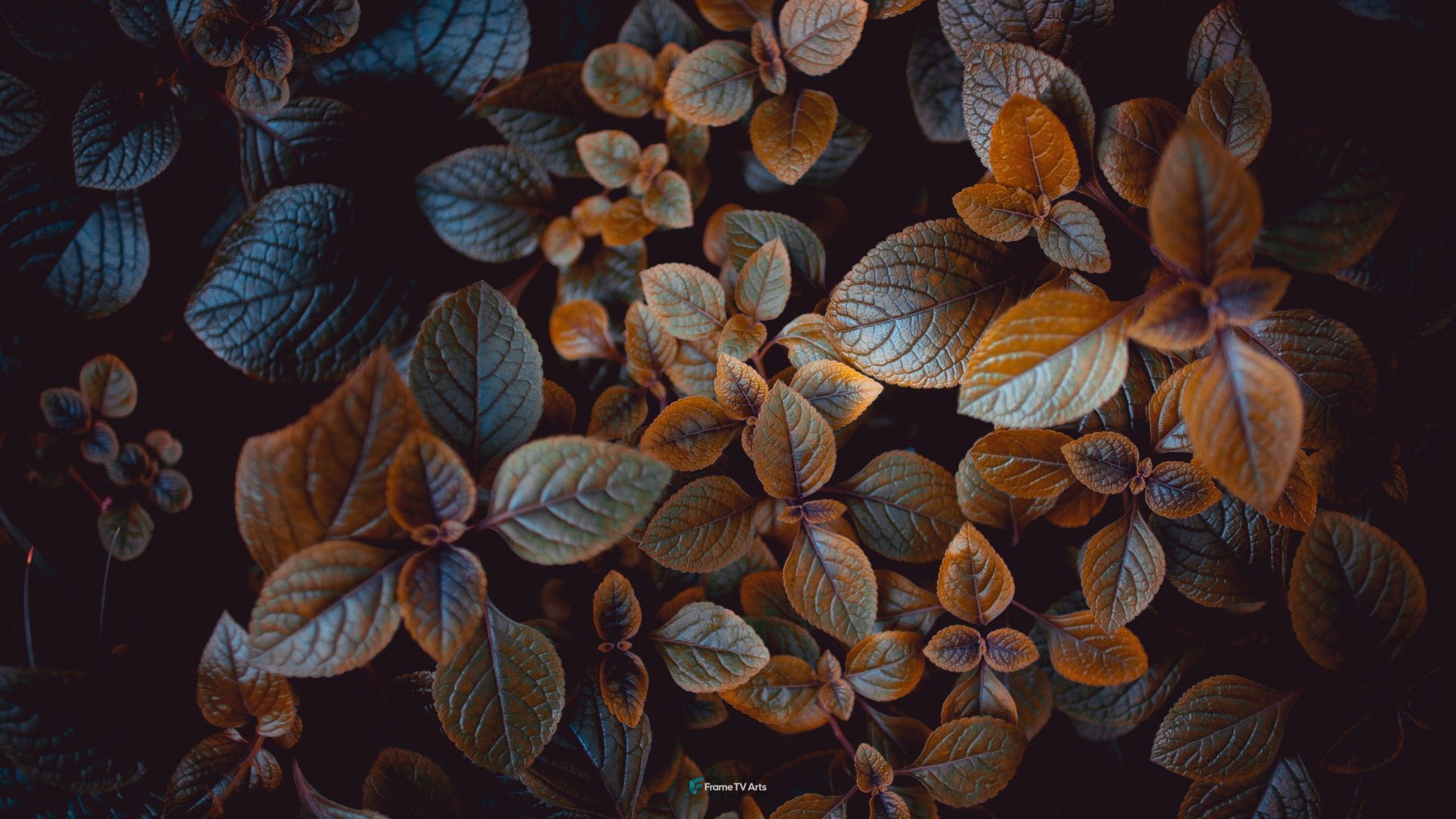 brown-leafed plants — Samsung Frame TV art