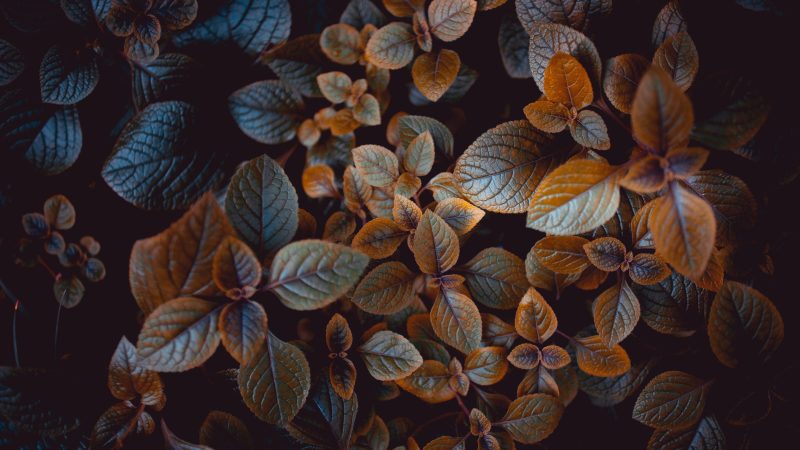 brown-leafed plants — Samsung Frame TV art