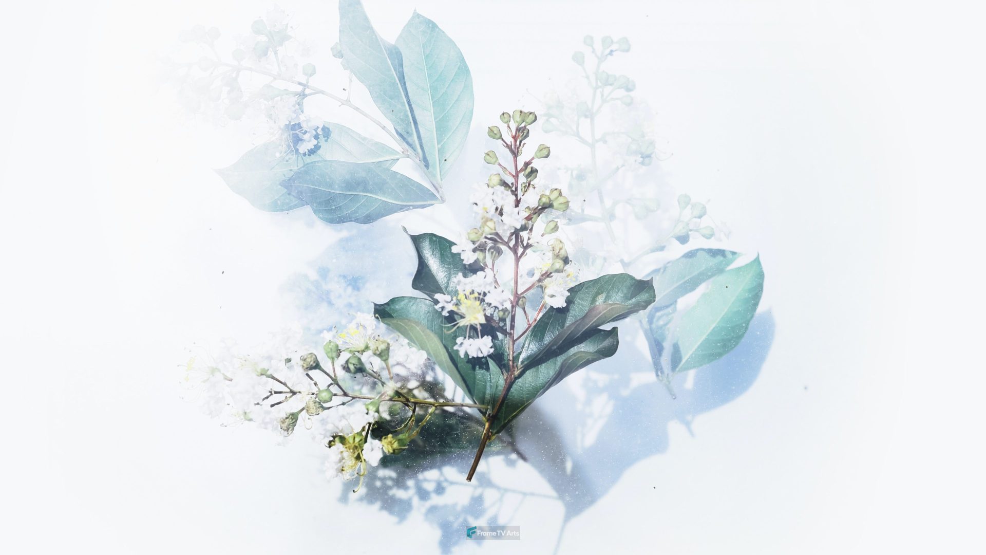 white flowering plant artwork — Samsung Frame TV art