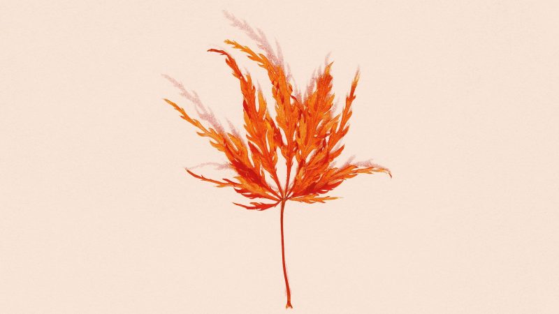 brown plant on white background — Samsung Frame TV art