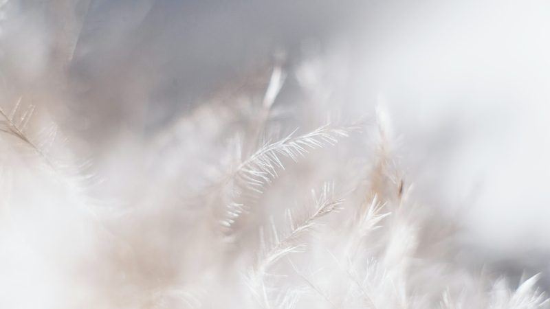 closeup photo of white leaves — Samsung Frame TV art