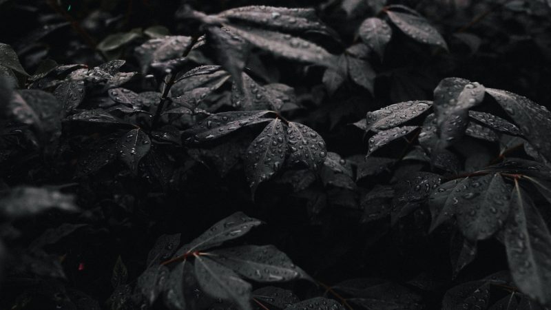 grayscale photo of plant — Samsung Frame TV art