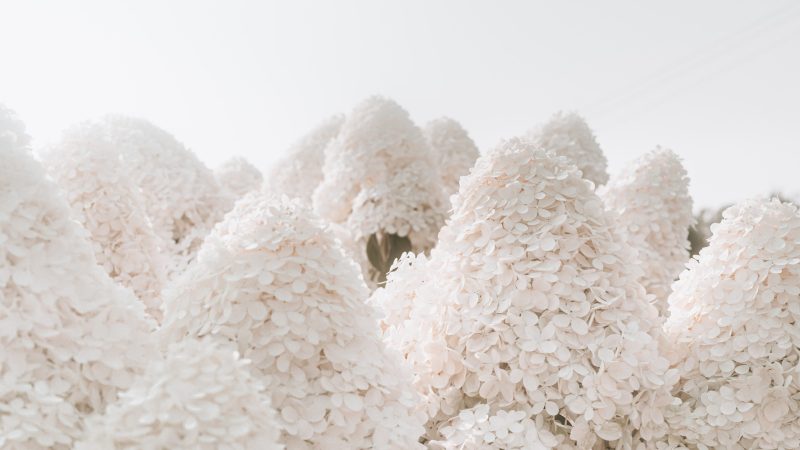white snow on white background — Samsung Frame TV art