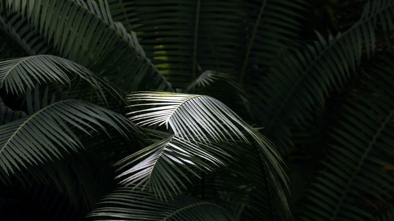 green leaf plant — Samsung Frame TV art