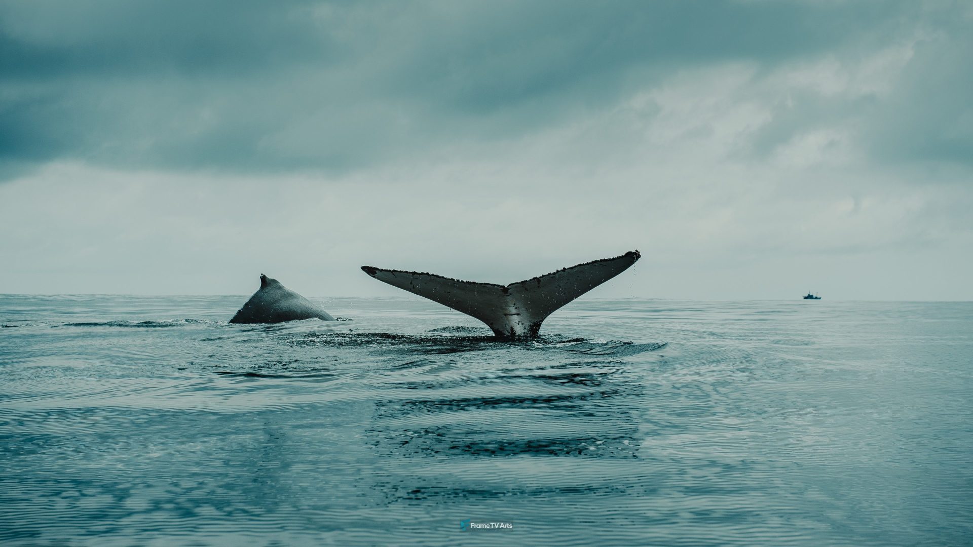 photo of fish during cloudy day — Samsung Frame TV art