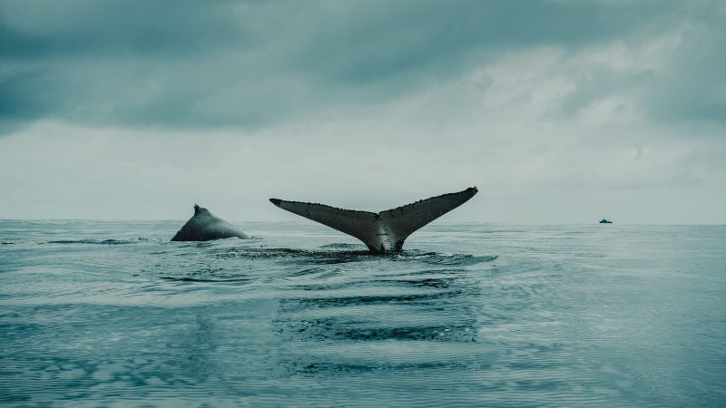 photo of fish during cloudy day — Samsung Frame TV art