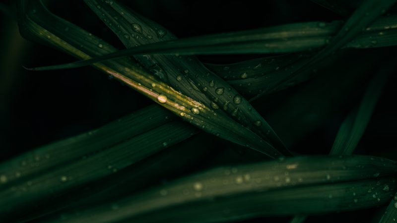 water droplets on green leaf — Samsung Frame TV art