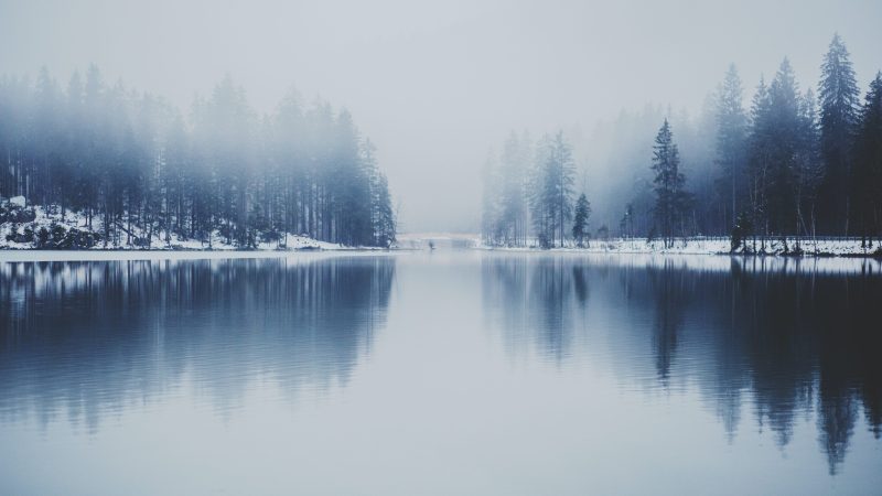 pine trees near water with fog — Samsung Frame TV art
