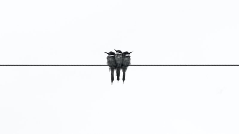 three gray kingfisher birds — Samsung Frame TV art
